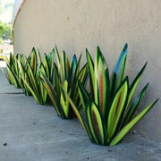 Usine de production de tequila et d'agave en métal antirouille de Shirem