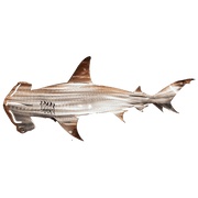 Libiyi Metal Shark Art - Libiyi